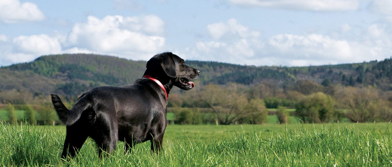 black dog in a field at Hunter's Lodge