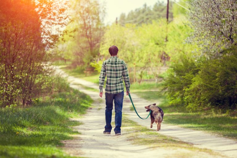 How Much Exercise Do Dogs Need Hunters Lodge