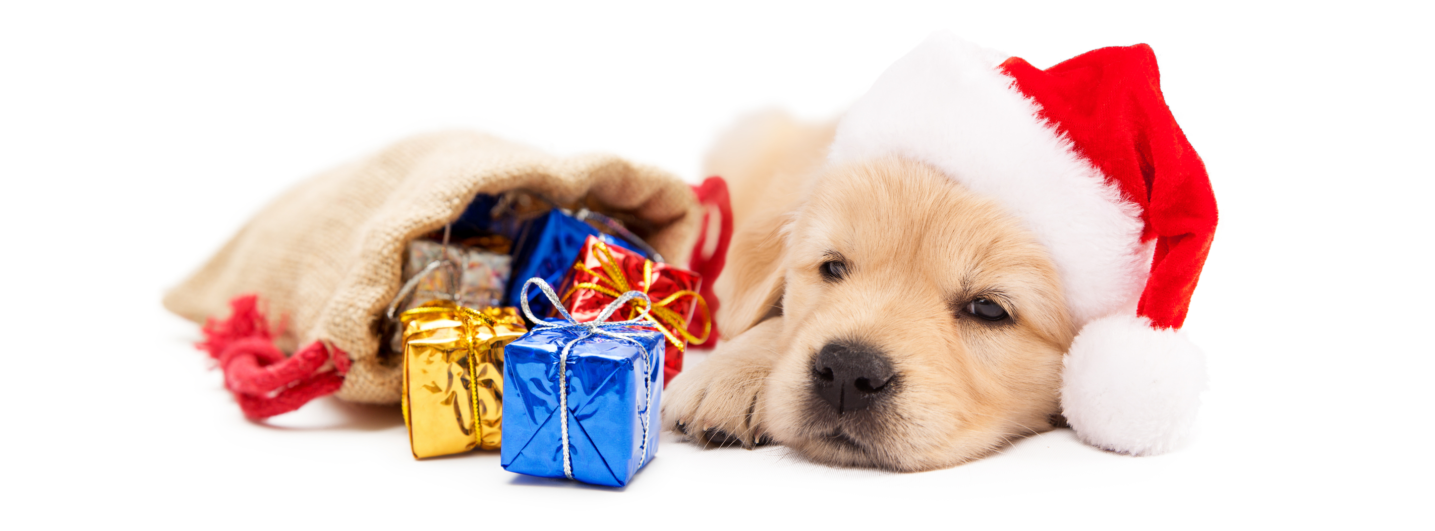 What to Gift Alongside That New Puppy for Christmas
