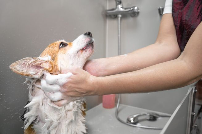 how-much-does-dog-grooming-cost-in-the-uk-hunters-lodge