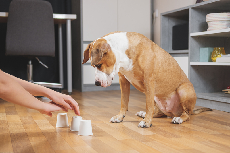 Indoor dog games