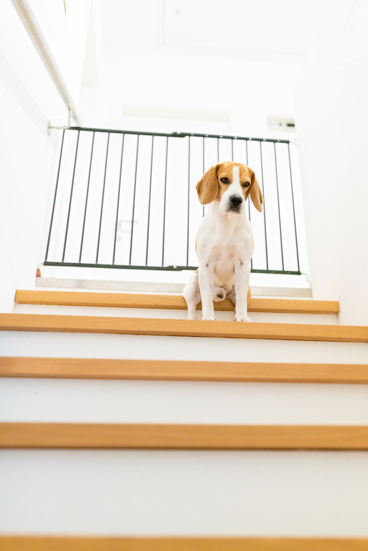 dog staircase run