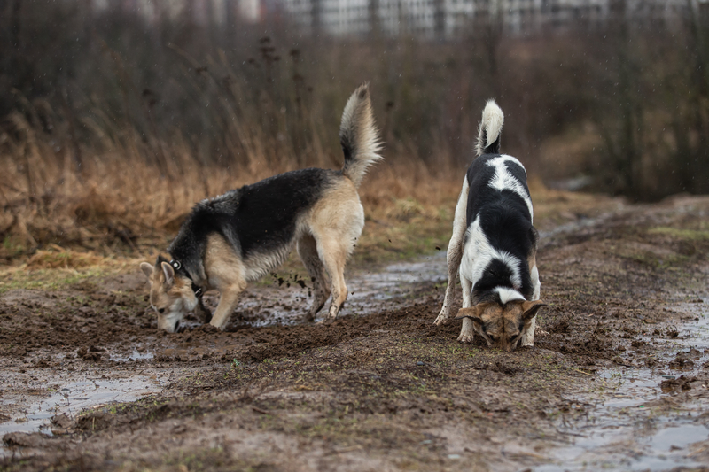 dog scavenger hunt