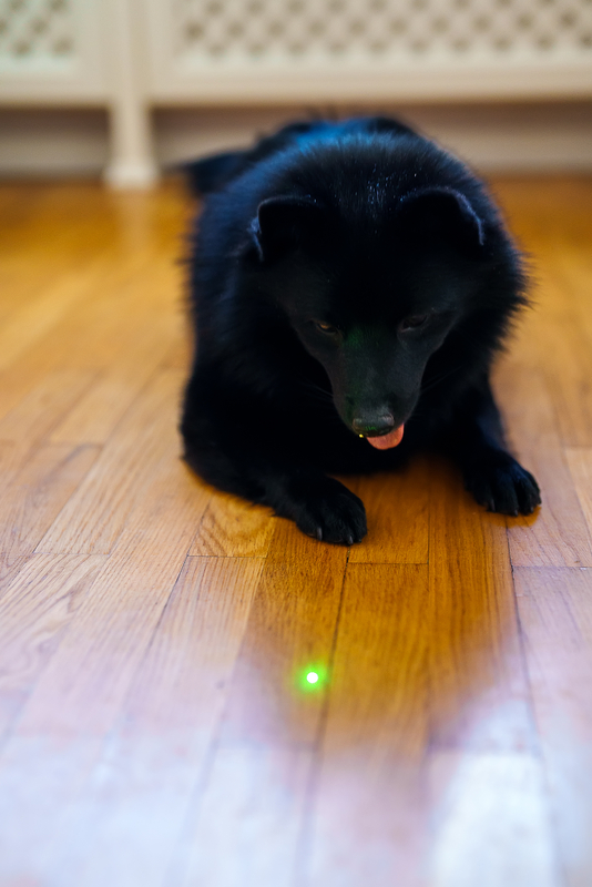 dog laser toys