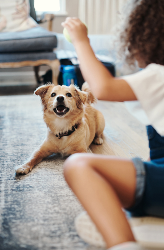 Indoor dog fetch games