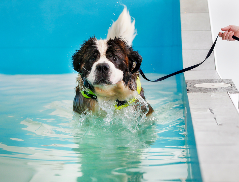 Indoor dog swimming