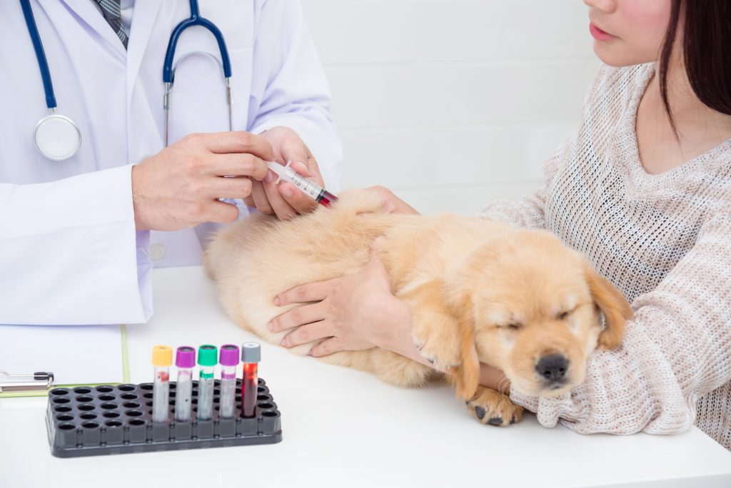 Dog vaccination protocol